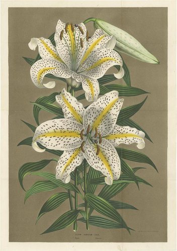 Immagini di Fiore giglio giallo - Download gratui su Freepik