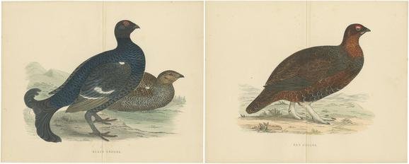 THE  GROUSE & THE BLACK GROUSE セット Set of 2 Illustrations of a Black Grouse and Red Grouse for sale