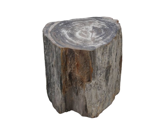 Petrified Wood Side Table by Xyleia Petrified Wood for sale at Pamono