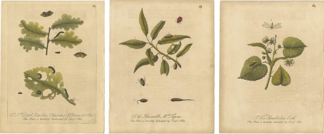 Albin, Botanical Insect Plates with Caterpillars and Ladybirds, 1720 ...