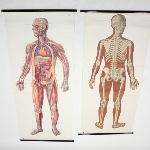 Mid Century German Anatomical Charts From Deutsches Hygiene Museum 1950s Set Of 2 For Sale At Pamono