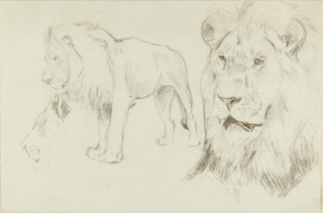 Foreground of a Lion - Original Pencil Drawing by Willy Lorenz