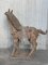 Han Dynasty Terracotta Horses, China, Set of 2 12