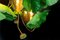 Flower Power Lotus Dichondra Kronleuchter & Kristallglas Hängelampen von Vgnewtrend, Italien 5