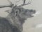 Peinture au Fusain Moose par Richard Cockle Lucas, 1878 7