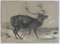 Peinture au Fusain Moose par Richard Cockle Lucas, 1878 9