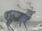 Peinture au Fusain Moose par Richard Cockle Lucas, 1878 6