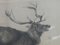 Peinture au Fusain Moose par Richard Cockle Lucas, 1878 3