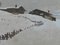 Incisione con scena di neve in montagna, Germania, inizio XX secolo, Immagine 3