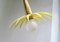 Messing Blumenkorb Deckenlampe, 1950er 13