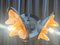 Lustre en Acier et Verre Polychrome avec 3 Lampes par Carlo Nason pour Mazzega 14