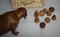 Vintage Burr Elm & Walnut Fruit Bowl, Image 4