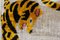 Boho Yellow Velvet Tiger Ikat Lumbar Cushion Cover 4
