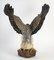 Terracotta Eagle, Image 4
