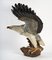 Terracotta Eagle, Image 5