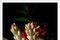 Flowers with Caravaggio Light, Still Life Giclée Photo, 2021 3