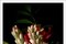 Flowers with Caravaggio Light, Still Life Giclée Photo, 2021, Imagen 3