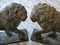 Medici Stone Lions, Set of 2 3