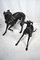 Große Bronze Greyhounds in Dominant Stance, 1960er, 2er Set 6