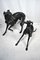 Large Bronze Greyhounds in Dominant Stance, 1960s, Set of 2 6