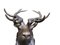 Large Bronze Stag, 20th-Century, Image 5