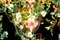 Lampadario rotondo Flower Power con rose in cristallo di Vgnewtrend, Italia, Immagine 6