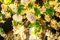 Flower Power Fuchsia Kaskaden-Kronleuchter in Rosa-Creme mit Kristallglas Lampen von Vgnewtrend, Italien 4