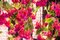Flower Power Fuchsia Cascade Square Kronleuchter in Fuchsia von Vgnewtrend, Italien 4