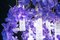 Großer runder Flower Power Vanda Kronleuchter von Vgnewtrend, Italien 5