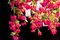 Großer runder pinkfarbener Flower Power Cascade Kronleuchter von VGnewtrend, Italy 5
