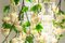 Lampadario piccolo Flower Power a cascata rosa-crema di Vgnewtrend, Italia, Immagine 3