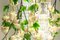 Petit Lustre Rond Flower Power Fuchsia Rose-Crème de Vgnewtrend, Italie 3