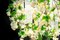 Grand Lustre Cascade Flower Power Fuchsia Rose-Crème de Vgnewtrend, Italie 4