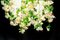 Großer Runder Flower Power Fuchsia Kaskaden-Kronleuchter in Rosa-Creme von Vgnewtrend, Italien 3