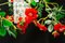Kleiner runder Flower Power Wild Red Roses Kronleuchter von Vgnewtrend, Italien 6