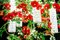 Grand Lustre Flower Power avec Roses Rouges Sauvages de Vgnewtrend, Italie 10