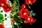 Grand Lustre Flower Power avec Roses Rouges Sauvages de Vgnewtrend, Italie 9