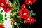 Lampadario grande Flower Power con rose rosse di Vgnewtrend, Italia, Immagine 9