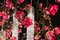 Grand Lustre Flower Power Fuchsia Magnolia de Vgnewtrend, Italie 5