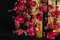 Flower Power Fuchsia Magnolia Chandelier with 24k Gold Pipes from VGnewtrend, Italy 8