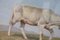 Italian Oil on Board with Calf by Alberto Cecconi 3