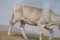 Olio su tavola con vitello di Alberto Cecconi, Italia, Immagine 3