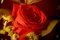Rose Rouge en Lumière Vintage, Impression Giclée en Edition Limitée, Nature Morte Verticale, 2021 4