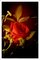 Red Rose in Vintage Light, Limited Edition Giclée Print, Vertical Still Life, 2021 1