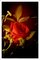 Rosa rossa in luce vintage, Stampa Giclée in edizione limitata, Natura morta verticale, 2021, Immagine 1