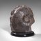 Großes antikes englisches dekoratives Ammonit und geologisches Ornament, 1910er 2