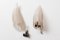 Large Feather Sconces from Seguso, Set of 2 10