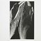 Enrico Garzaro, Flora Photogram 2