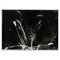 Flora Photogram by Enrico Garzaro 1