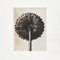 Photographie Botanique Fleur Blanche Noire par Karl Blossfeldt, 1942 4